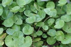 Centella asiatica